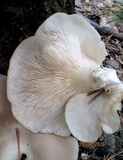 Pleurotus pulmonarius image