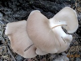Pleurotus pulmonarius image