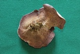Trichaptum abietinum image