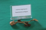 Lepiota magnispora image