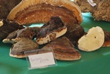 Fomitopsis schrenkii image