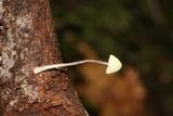 Mycena chloroxantha image