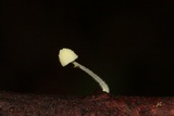 Mycena chloroxantha image