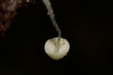 Mycena chloroxantha image