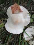 Tricholoma album image