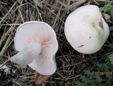 Tricholoma album image