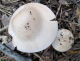 Tricholoma album image