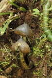 Hygrocybe atrosquamosa image