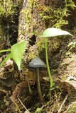 Hygrocybe atrosquamosa image