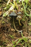 Hygrocybe atrosquamosa image