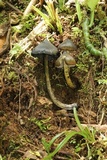 Hygrocybe atrosquamosa image