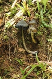 Hygrocybe atrosquamosa image