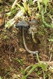 Hygrocybe atrosquamosa image
