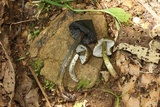 Hygrocybe atrosquamosa image