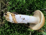 Cortinarius triumphans image