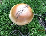 Cortinarius triumphans image