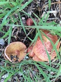 Gymnopilus thiersii image