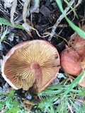 Gymnopilus thiersii image