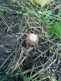 Panaeolus cinctulus image