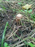 Panaeolus cinctulus image