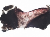 Tephromela atra var. atra image