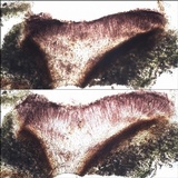 Tephromela atra var. atra image