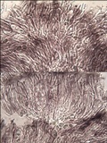 Tephromela atra var. atra image
