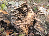 Bjerkandera fumosa image