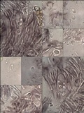 Tephromela atra var. atra image