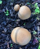 Scleroderma areolatum image
