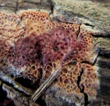 Ceriporia purpurea image