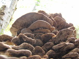 Bjerkandera fumosa image