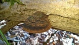 Phellinus robiniae image