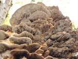 Bjerkandera fumosa image