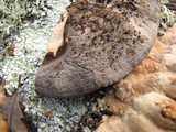 Bjerkandera fumosa image
