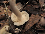 Cuphophyllus virgineus image