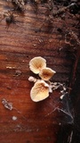 Tapinella panuoides image
