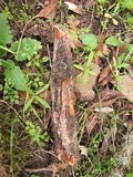 Phanerochaete sanguinea image