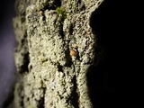Mycena corticola image