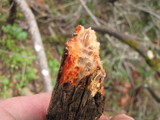 Phanerochaete sanguinea image