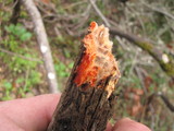Phanerochaete sanguinea image