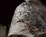 Physalacria stilboidea image