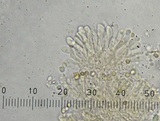 Pseudobaeospora aphana image