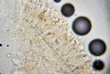 Pseudobaeospora aphana image