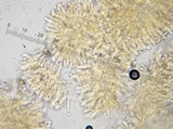 Pseudobaeospora aphana image