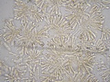 Pseudobaeospora aphana image