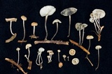 Tetrapyrgos atrocyanea image