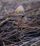 Psilocybe pelliculosa image