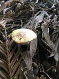 Agaricus semotus image