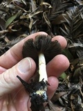 Agaricus semotus image